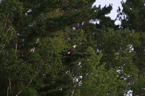 eagle on tree