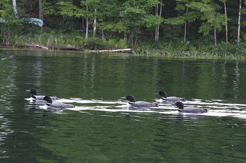 loon photo