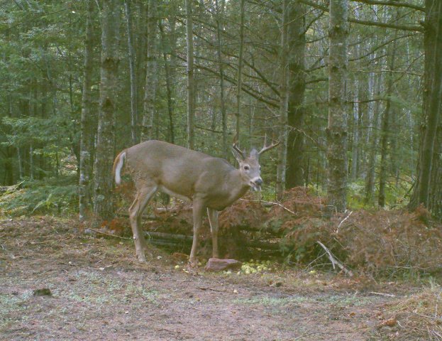 blacks 8 pt