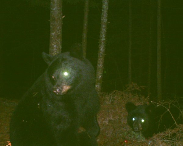 blacksbears3