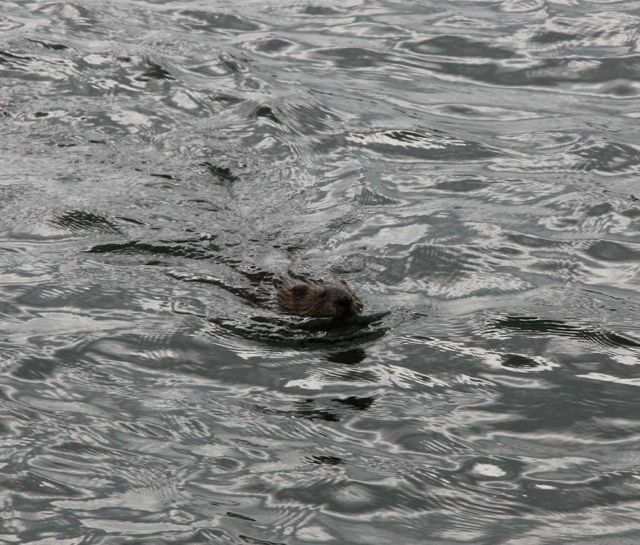 Otter