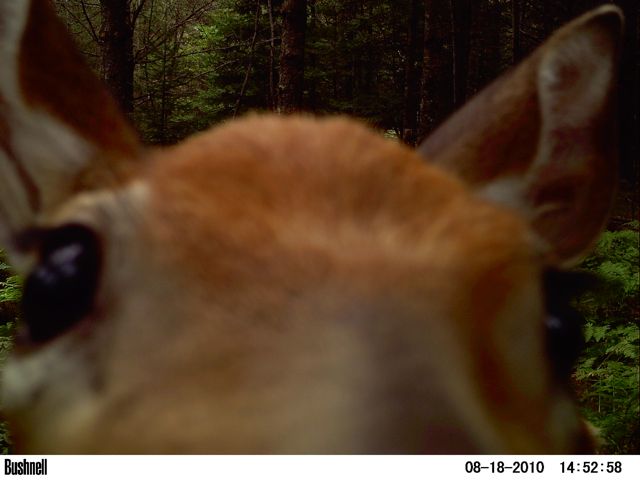 fawn face