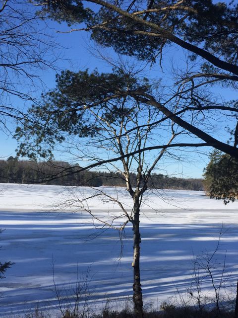 Pretty Frozen Lake and Tree