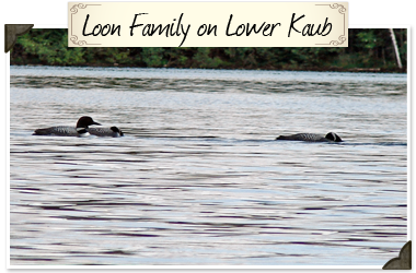 Birdwatching at Black's Cliff Lakeside Resort